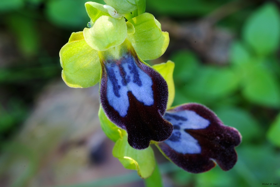 Ophrys iricolor sub. eleonorae